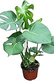 Plante d'intérieur - Plante pour la maison ou le bureau - Monstera deliciosa - Faux philodendron, hauteur 30 cm