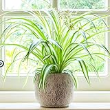 Chlorophytum Variegatum - Plante Araignée | Superbe Plante d'Intérieur | de 20 à 30 cm Pot inclus