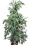 Plante d'intérieur - Plante pour la maison ou le bureau - Ficus benjamina - Figuier pleureur panaché, hauteur 80 cm - PRIX RÉDUIT
