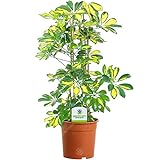13cm Schefflera Gerda - 1 Plante - Home/Office Live Indoor Potted Plant Tree