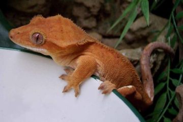 Gecko à crête Correlophus ciliatus