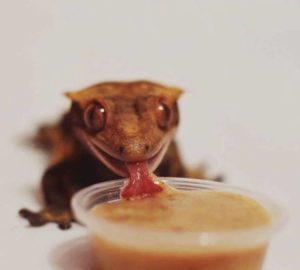 nourriture gecko à crête