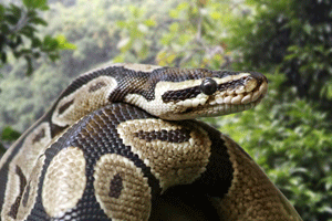 Python Royal - Python Regius