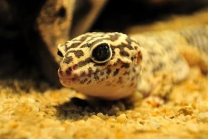 substrat gecko leopard