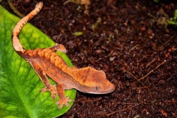 Substrat pour gecko à crête