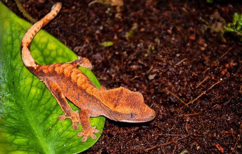 substrat gecko à crête - mon-terrarium.fr