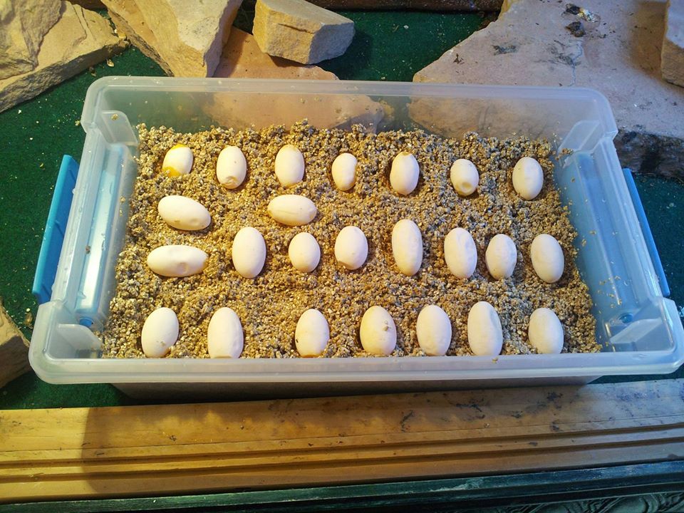 substrat incubation œuf de reptiles