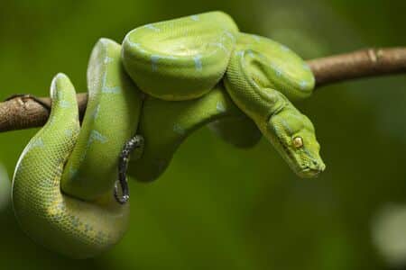 morelia viridis python vert mon terrarium