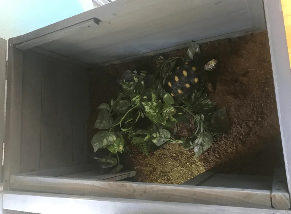 Abri pour tortue de terre enclos intérieur 